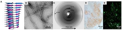 General Principles Underpinning Amyloid Structure